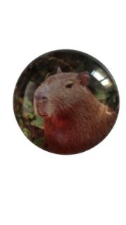 Obrázek z Magnet kulatý 5cm - kapybara (12) 